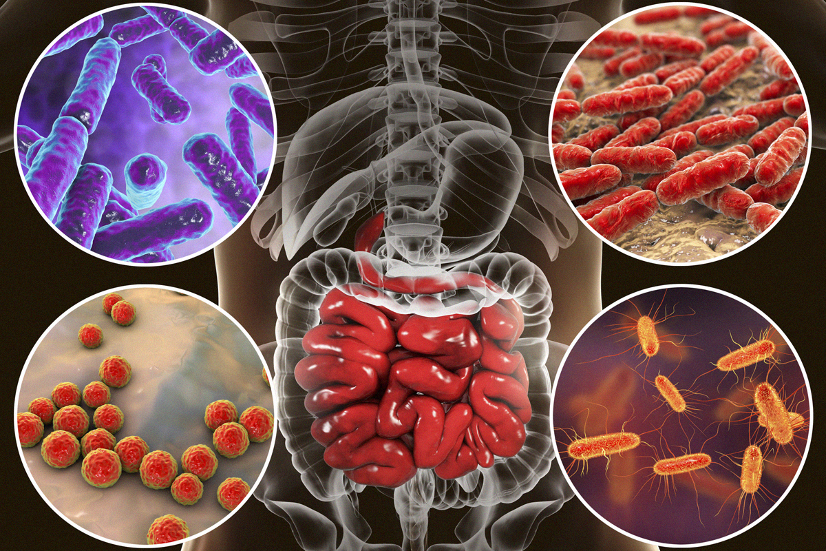 different-bacteria-and-microbioems-in-the-gut